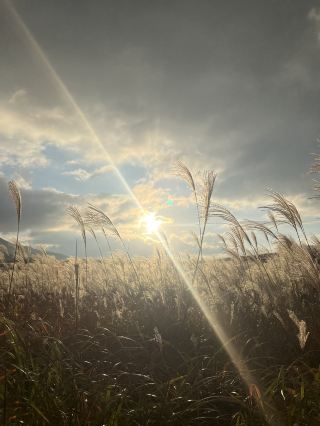사진 찍기 좋은 억새 명소 '소니 고원'.