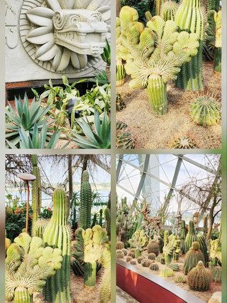 agave succulent pavilion