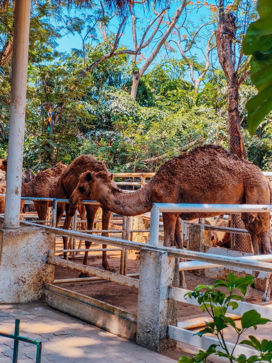 Thế giới Safari