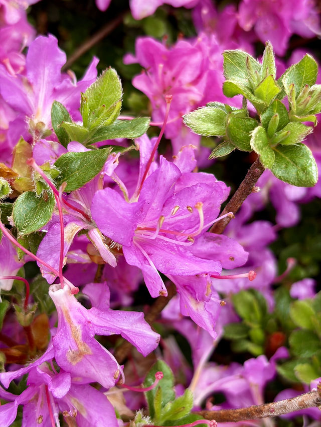 Kuju Azalea Magic🌸
