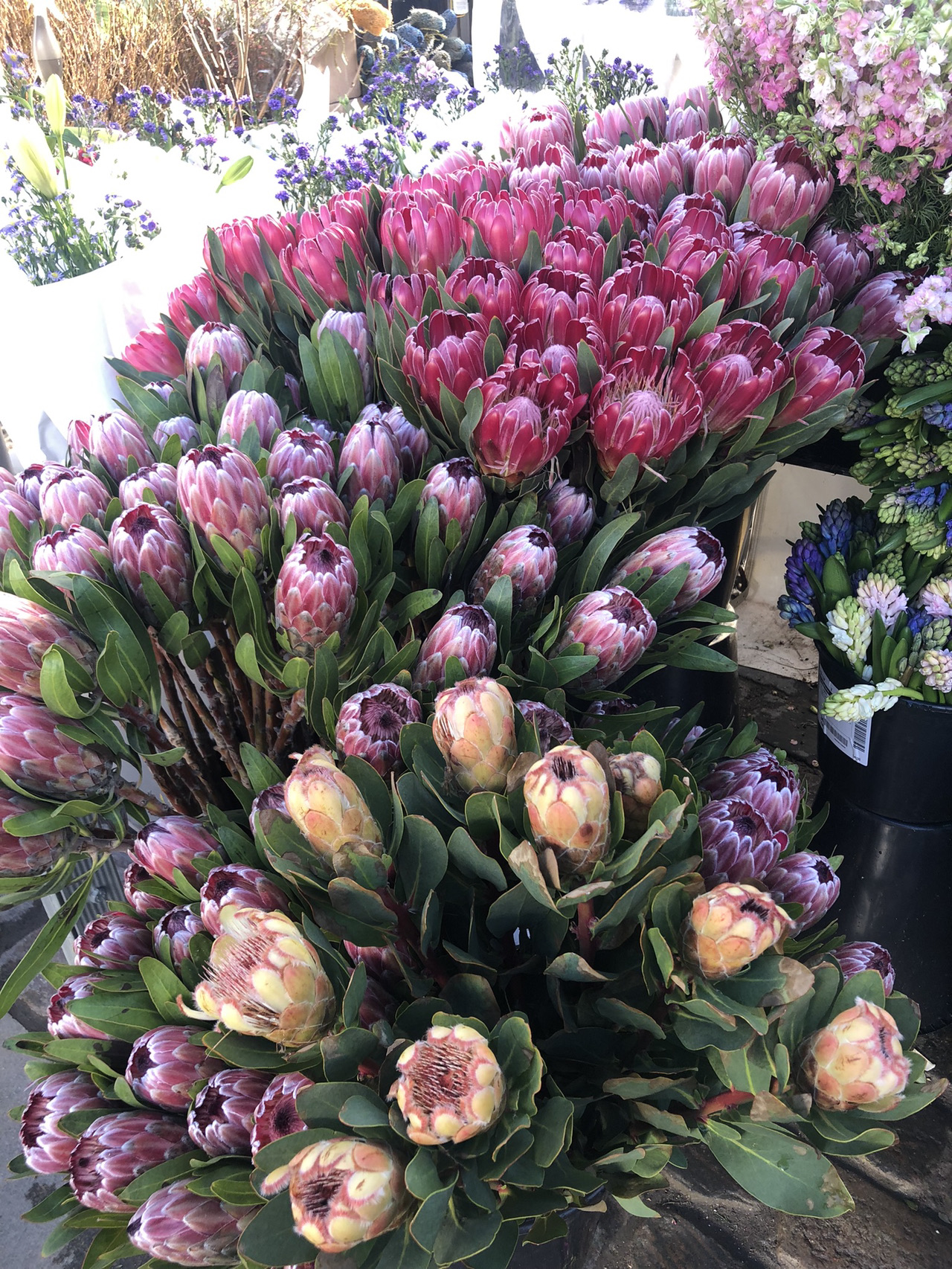 コペンハーゲンはあなたのお気に入りの街ですか？🌸 インスタ映えするフラワーマーケットとトレンディなデザインが魅力