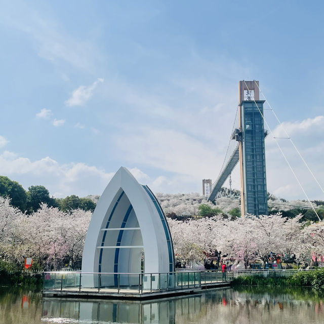 Lost in the Sea of flowers and Cherry Blossom