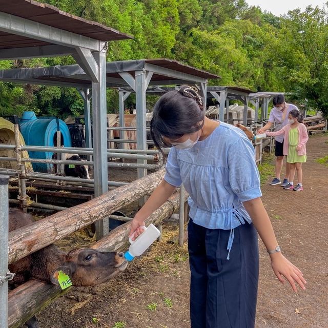 제주도 여행 코스추천 - 아침미소목장🐮