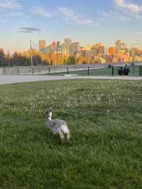 Calgary City Walk