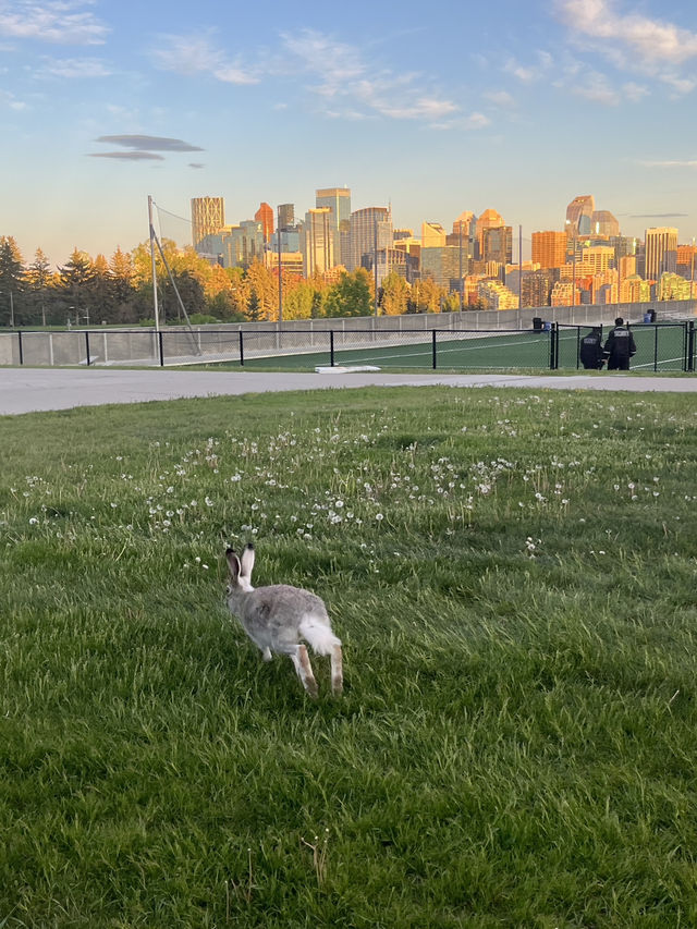 Calgary City Walk
