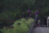 Southern Hot Spring Park (南温泉公园) — Tranquil Escape in Chongqing