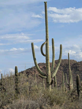 Tuscon-Saguaro & Chiricahua Trip
