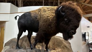 Will you encounter wild animals? Things to know about the Wichita Mountains 🇺🇸🦬