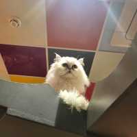 英國人氣貓Cafe~ Kitty Cafe