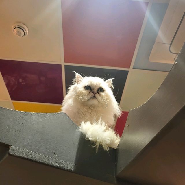 英國人氣貓Cafe~ Kitty Cafe