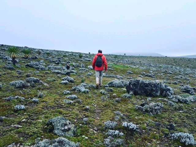 Bale Mountains Brilliant Tours | Trekking Hiking