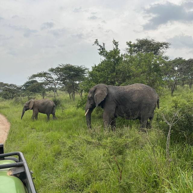 Safari in Rwanda 🇷🇼 