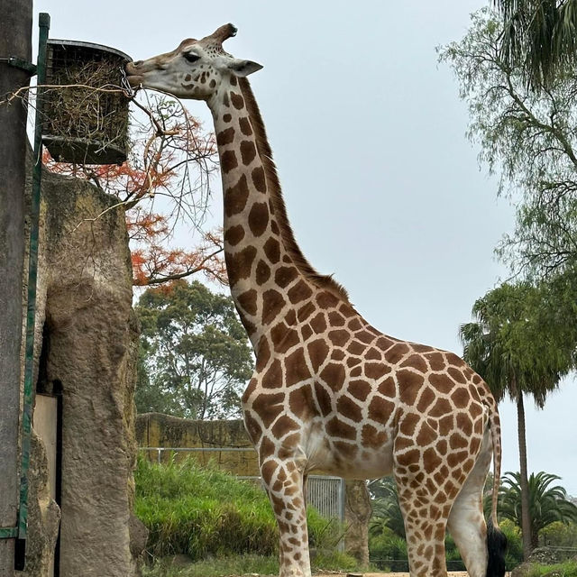 Melbourne Zoo 🐘🦒