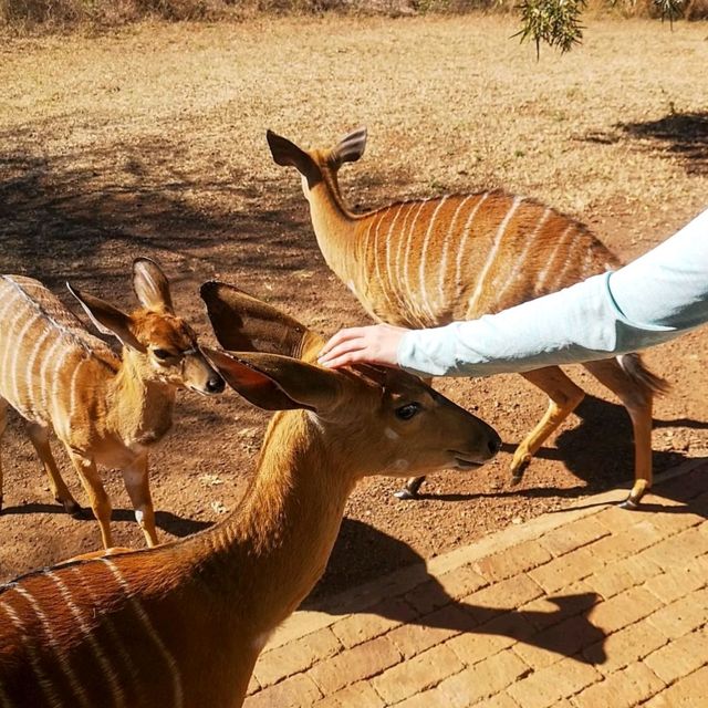 Adventure at a Nature Reserve 🇿🇦