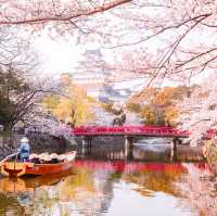 Sakura Spectacle: Tokyo's Blossom Ballet!🌸