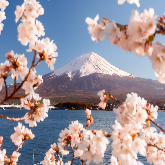 Sakura Spectacle: Tokyo's Blossom Ballet!🌸