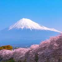 Sakura Spectacle: Tokyo's Blossom Ballet!🌸