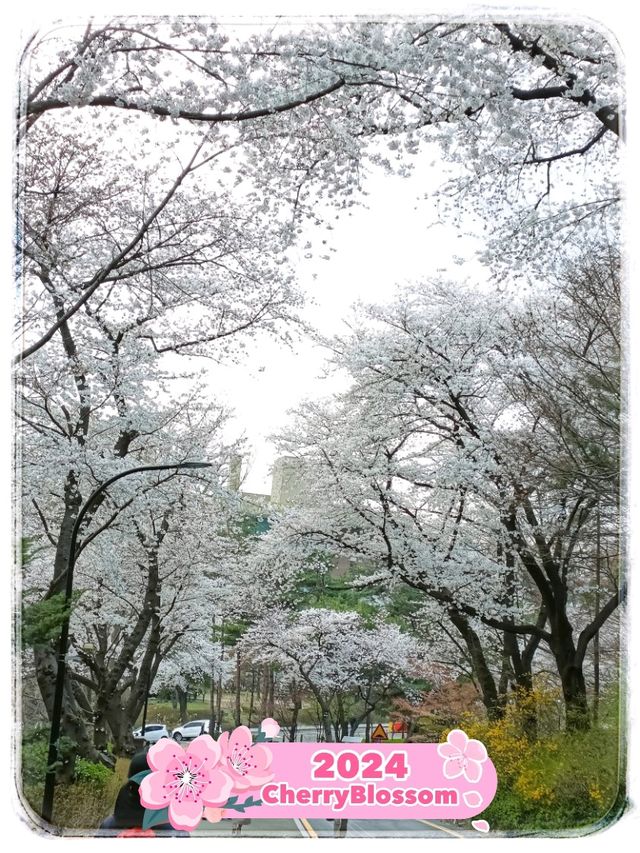 Beautiful Cherry Blossom 🌸 at N Seoul Tower 