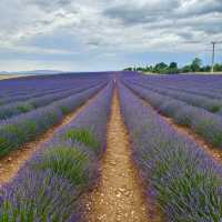 Lavender in Provence 