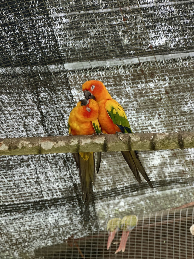 📍Kuala Lumpur Bird Park, Malaysia