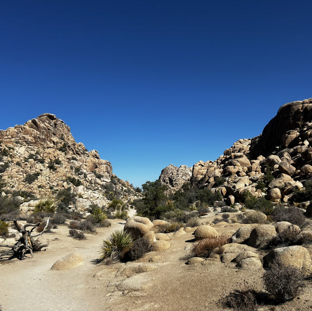 Joshua Tree: U2 can visit 