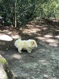 Epping Forest Walk
