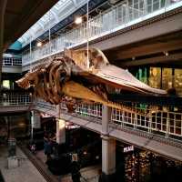 Manchester Museum – A Walk Through Time