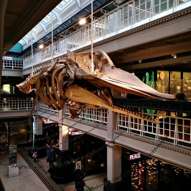 Manchester Museum – A Walk Through Time