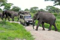 Embarking on a seven-day safari in Tanzania