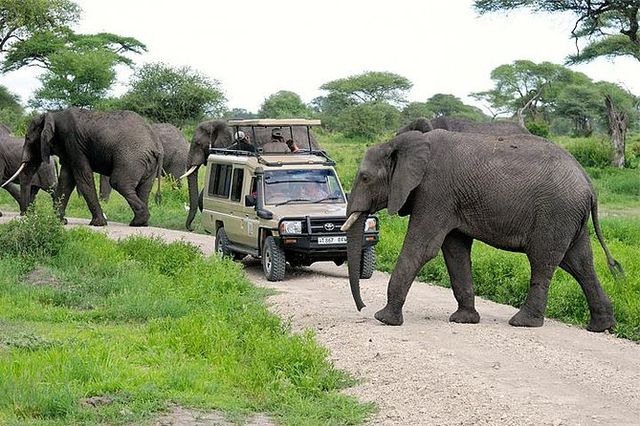 Embarking on a seven-day safari in Tanzania