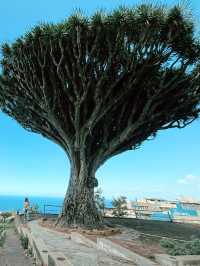 Parque del Drago: Tenerife’s Living Legend