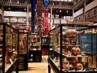 Cabinets of Curiosity: Exploring Pitt Rivers