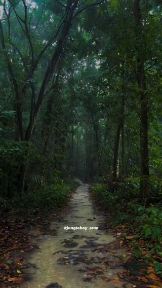 Sheffield Forests