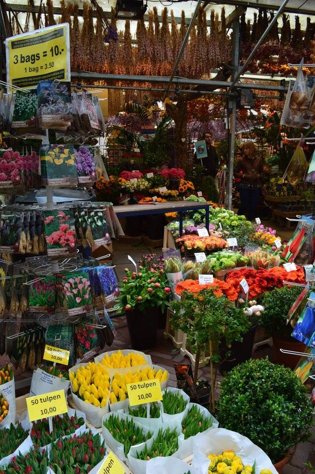 Explore Amsterdam & around without emptying your wallet 🌷🚲