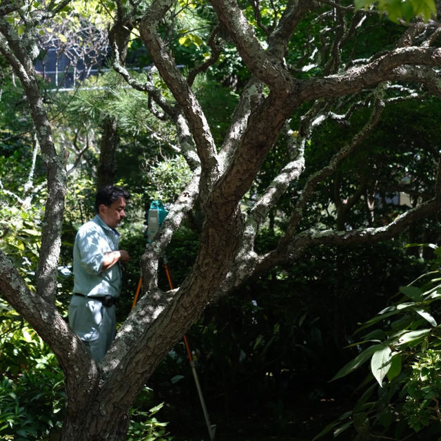 Tokyo’s Green Side: Parks, Gardens & Hidden Nature