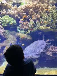 🌊 里斯本海洋博物館遊記