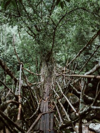 🪾 印度梅加拉亞邦嘅「活樹橋」：大自然嘅鬼斧神工。