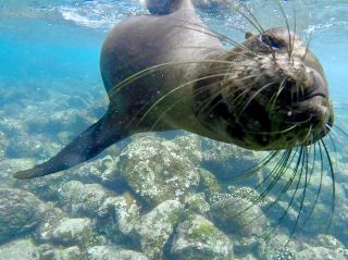 Why the galápagos felt like another planet 🦎 🐢🌊