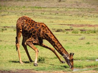 マニャラ湖プライベート1日サファリ ― 野生動物と大地溝帯が出会う場所
