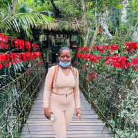 Yanoda Rainforest Park Moments ☘️💛