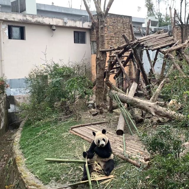 Panda babies