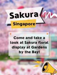 Take a look at Sakura floral display in SG🌸