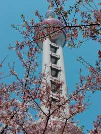 Shanghai in Bloom - Oriental Pearl Tower🌷🌸