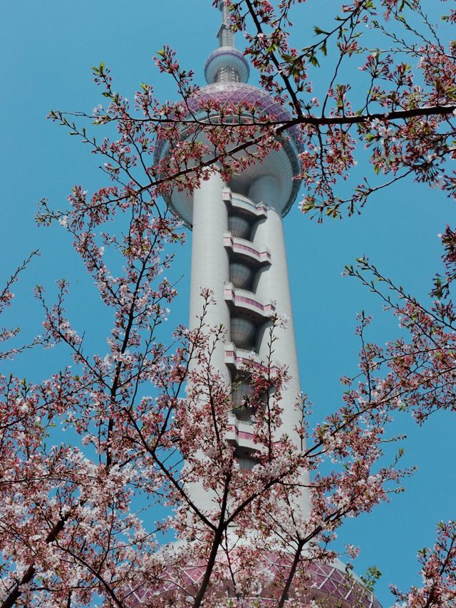 Shanghai in Bloom - Oriental Pearl Tower🌷🌸