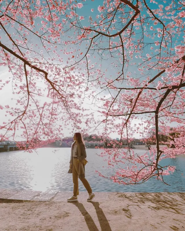 Cherry Blossom Overload: DC's Floral Spectacle