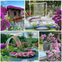✨深圳~蓮花山公園🌺✨