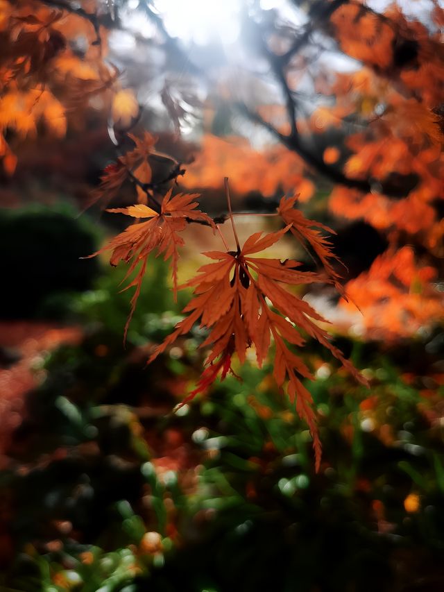 徒步日記|觀賞最後一波落葉