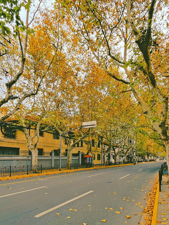上海的“落葉不掃”景觀道為這座城市帶來了以下獨特的繽紛街景