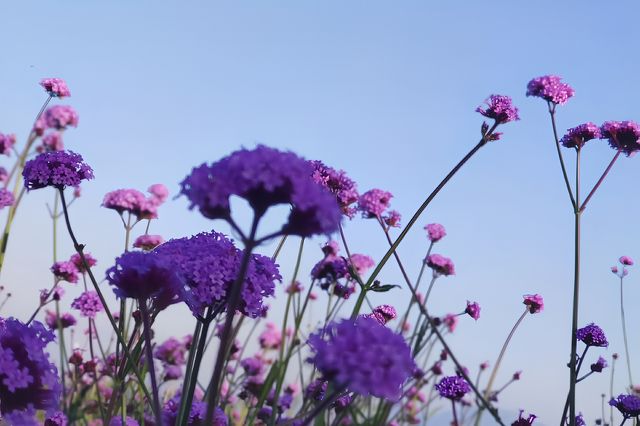 深圳灣公園薰衣草花海 |  出片絕絕子