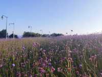 深圳灣公園薰衣草花海 |  出片絕絕子